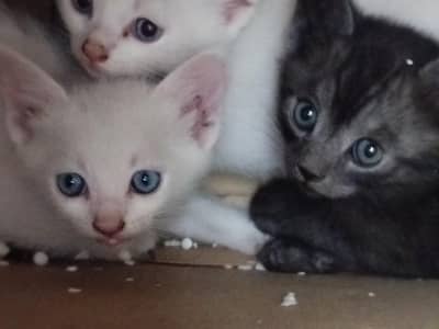 Single coated persion kittens