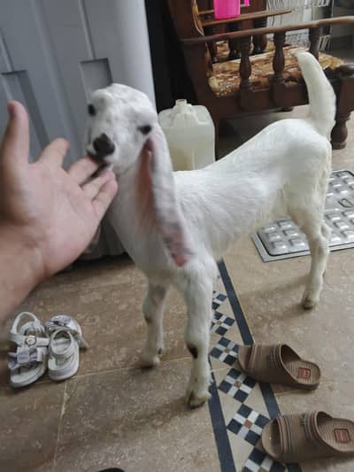 Rajan puri bakri | بکری | goat for sale