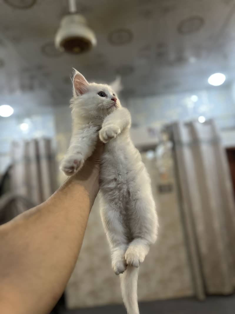 Persion triple corted kitten 0