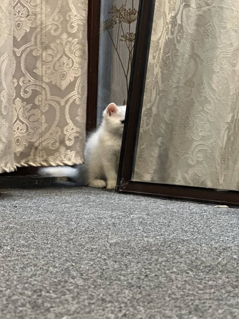 Persion triple corted kitten 1