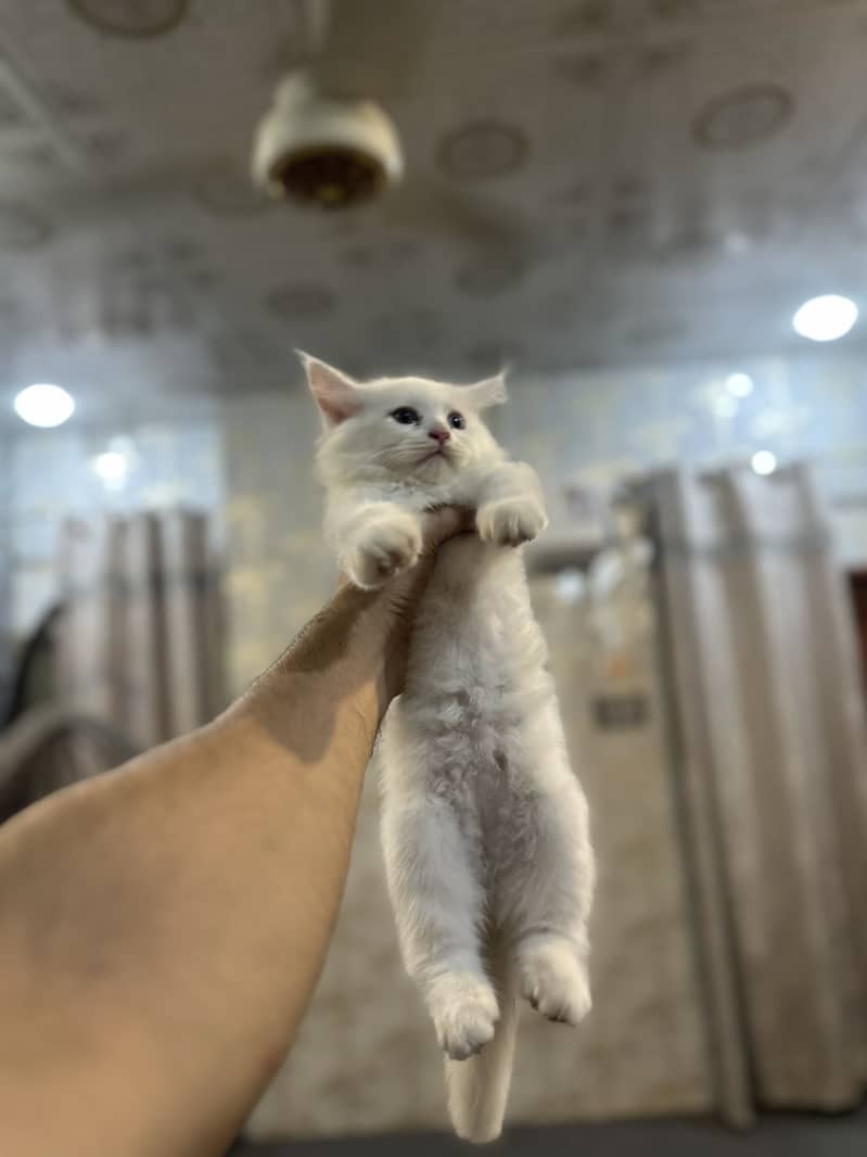 Persion triple corted kitten 2