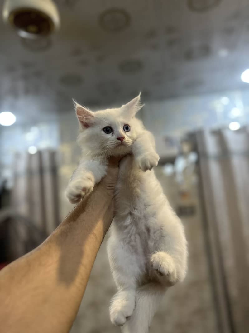 Persion triple corted kitten 3