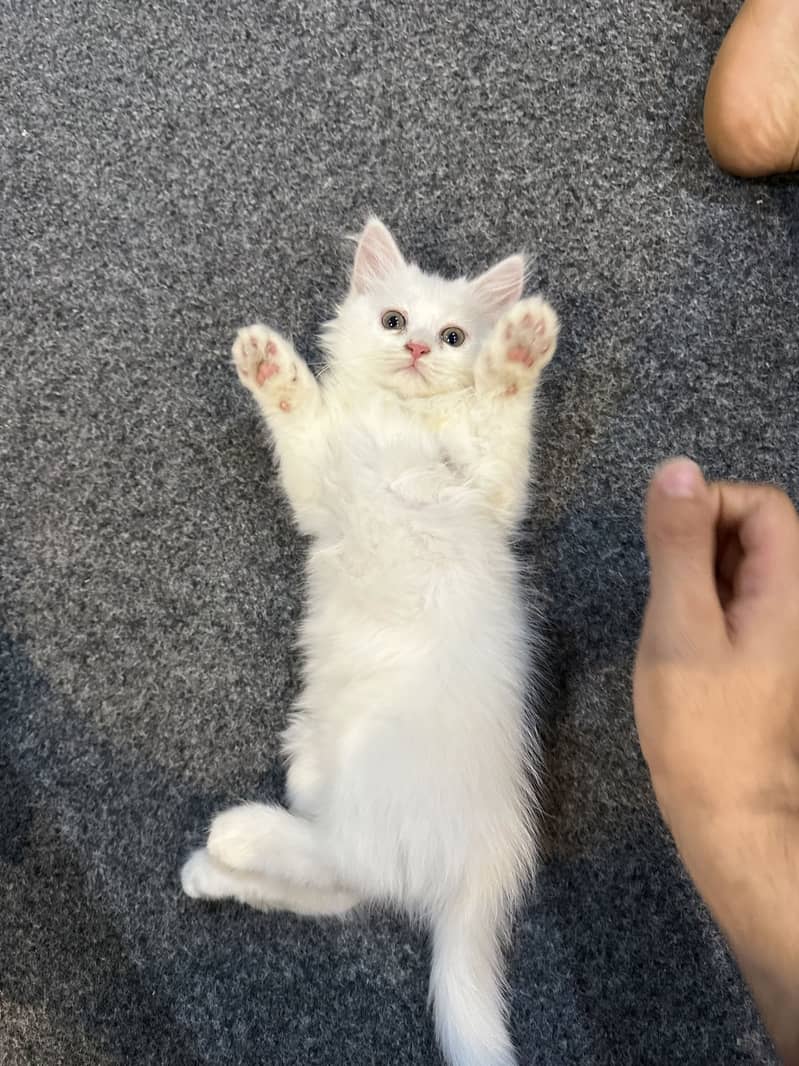 Persion triple corted kitten 4