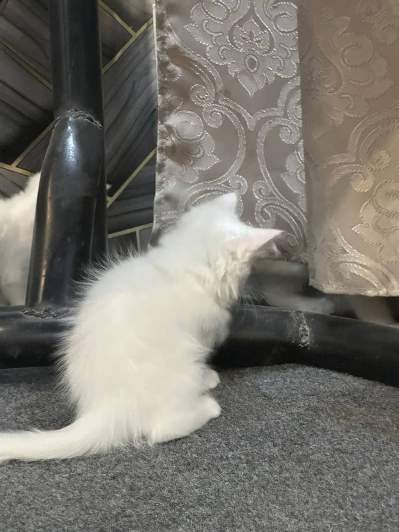 Persion triple corted kitten 5