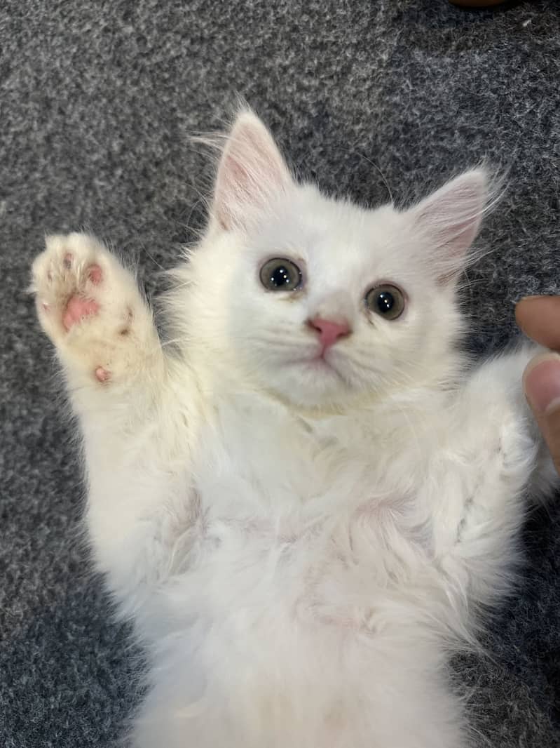 Persion triple corted kitten 6