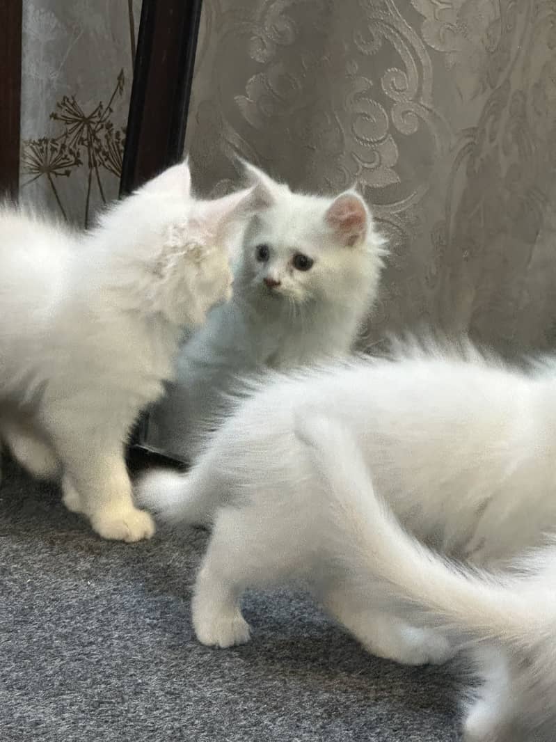 Persion triple corted kitten 7