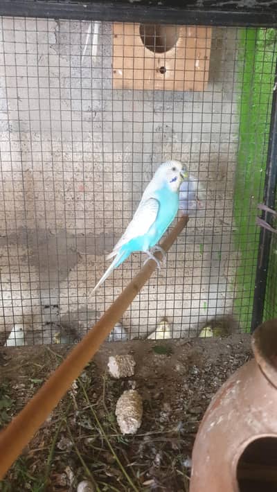 setup available only birds