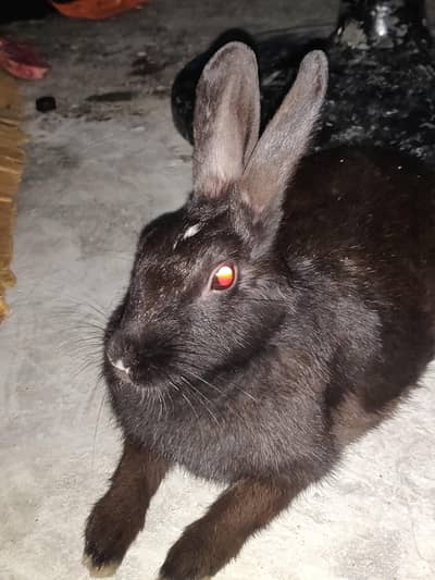 Black Rabbit Female