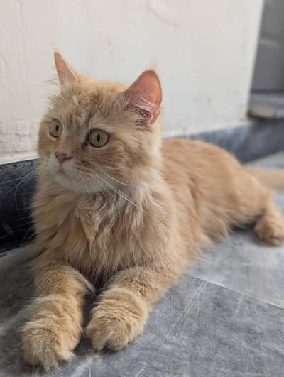brown cat