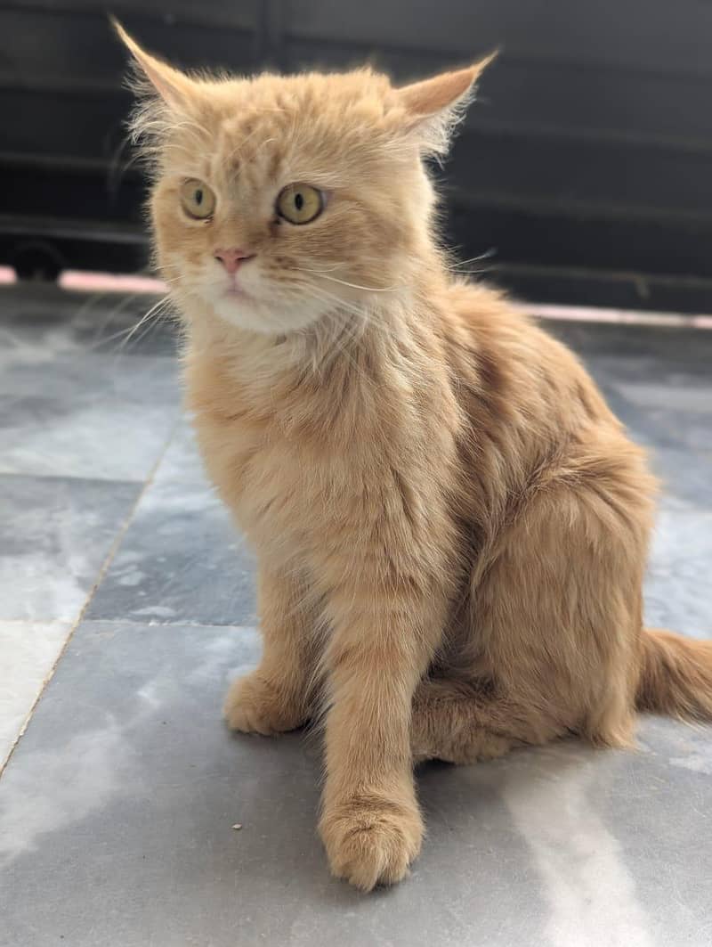 brown cat 1