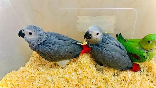 African grey parrot for sale (grey parrot)( macaw) cockatoo