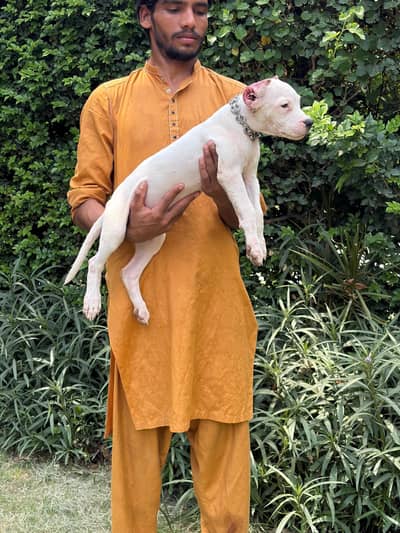 dogo argentino highly pedigreed + microchipped pups