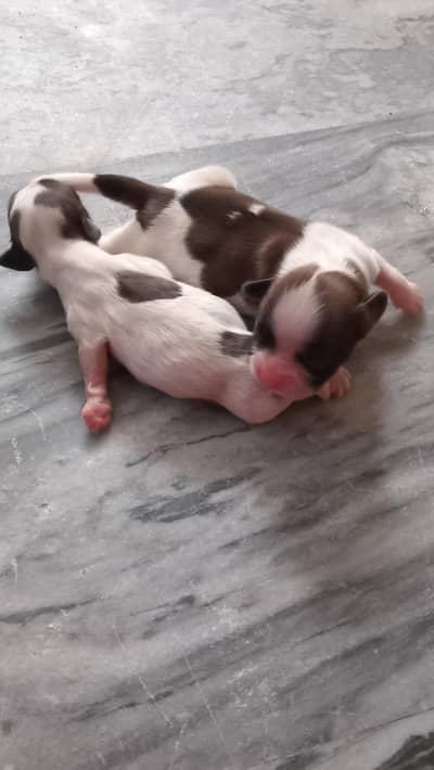 shihtzu dogs male and female