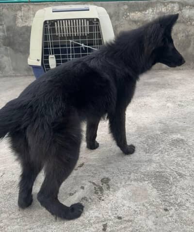 Black shepherd | three Coat | mported bloddline