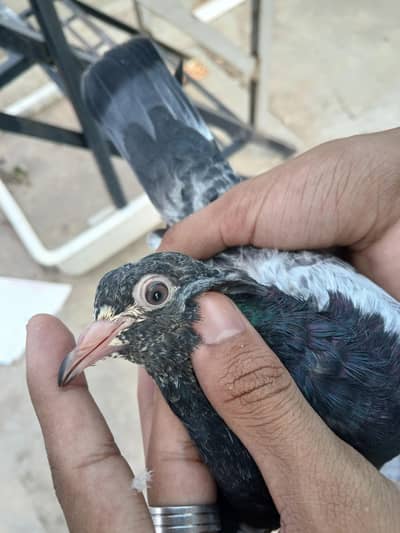 high quality teddy,golden or sialkoti chick's