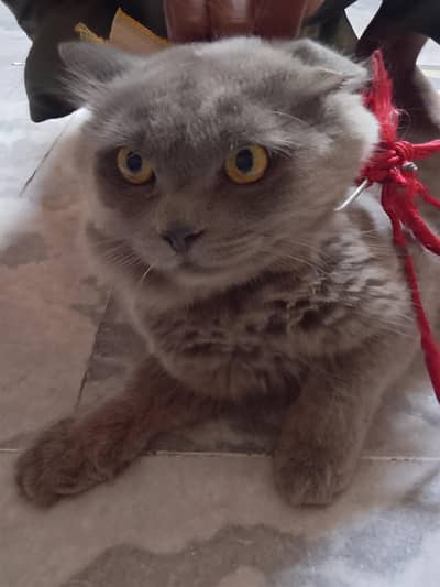male cell Persian