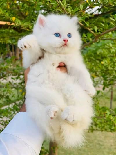Persian | kittens | Cats | :⁠^⁠)Blue eyes | 3 kot | WA | O348O29O146