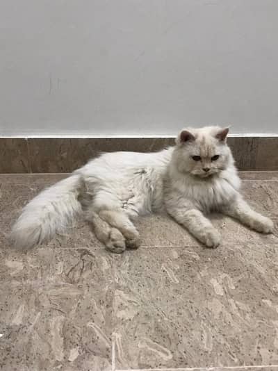 Persian Cat Triple Coated Female For Sale white color
