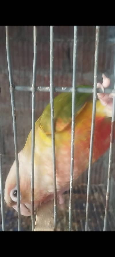 Pineapple conure high red factor
