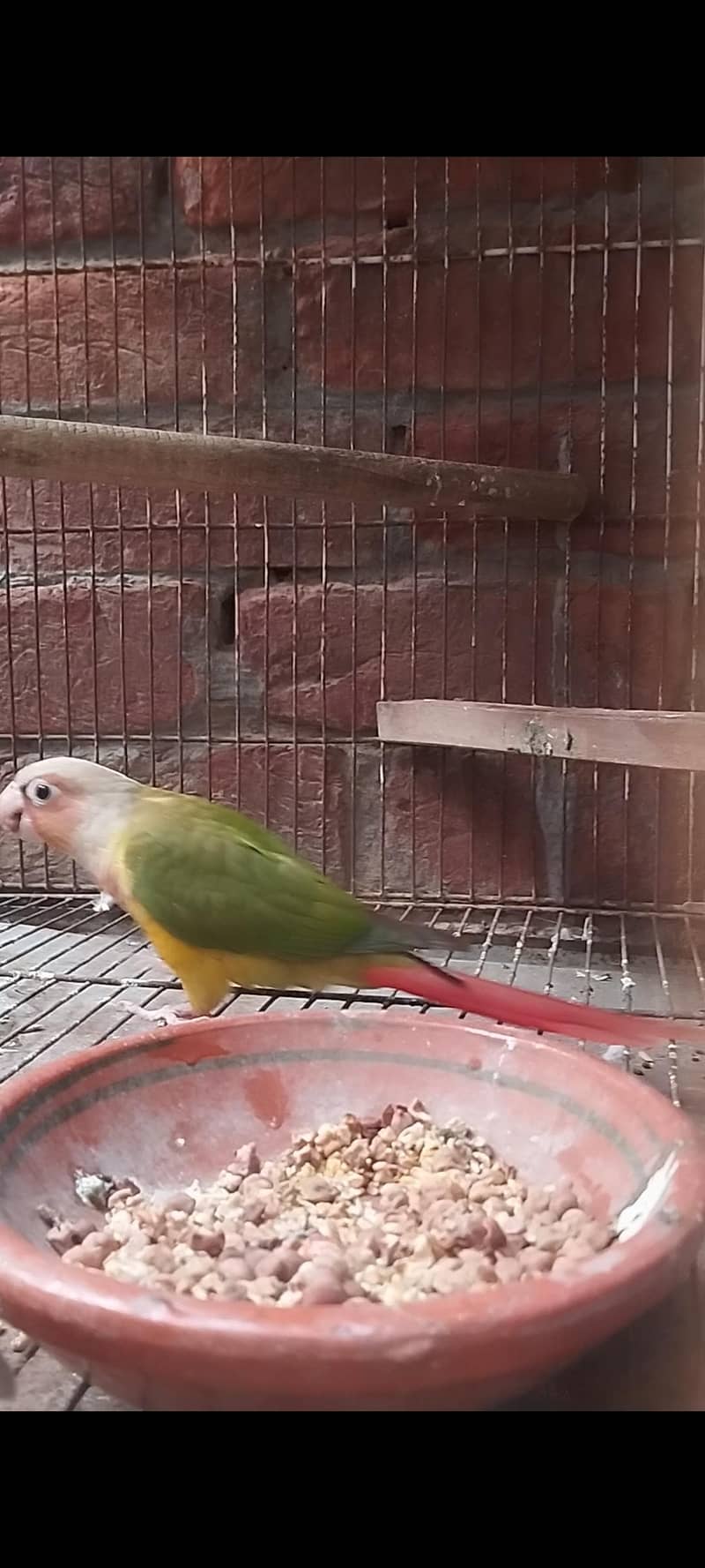 Pineapple conure high red factor 1