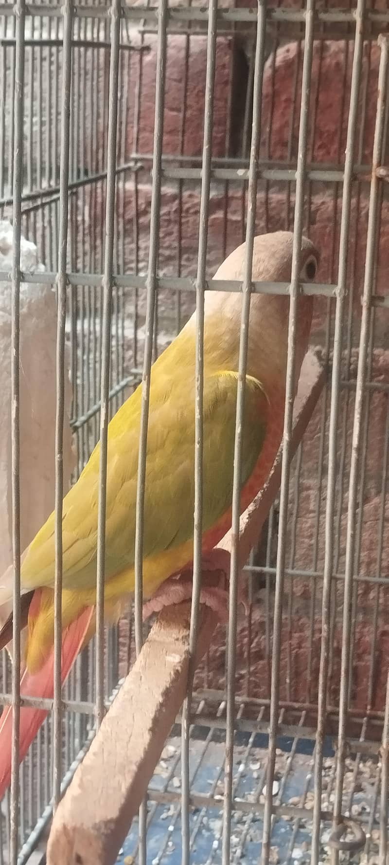 Pineapple conure high red factor 2