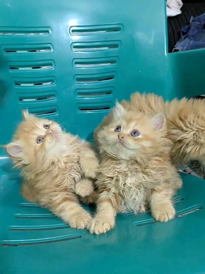 Persian | kittens | Cats | Blue Eyes| Long Hair | W\A | O348¥O29O146