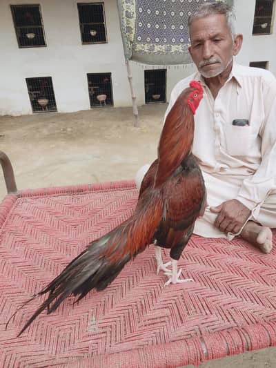 Rta Mushka Lahka Mianwali Aseel Kili taj