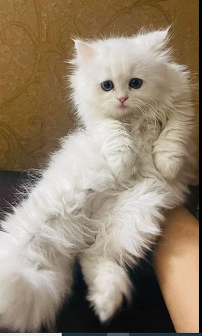 Persian Kitten
