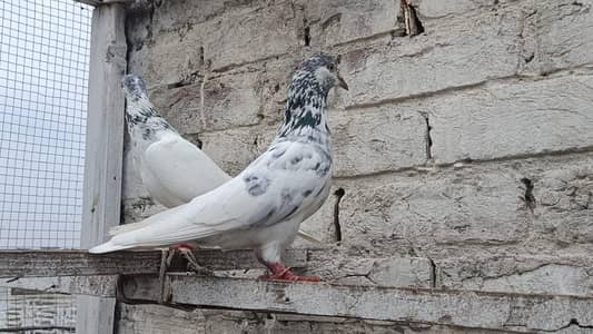 Outclass Bateray Sialkoti Breedar Pair