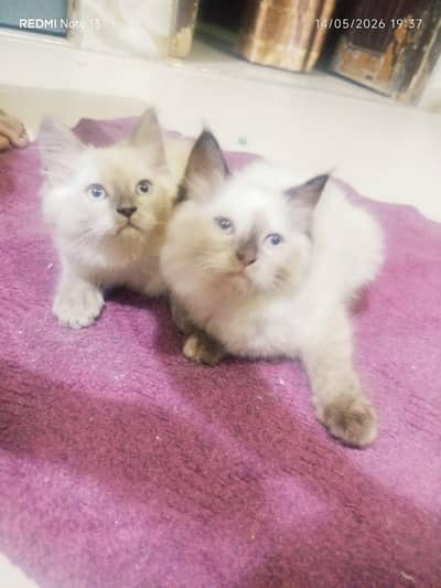 Beljium cat and baby