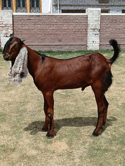 Nagra breeder male  for sale