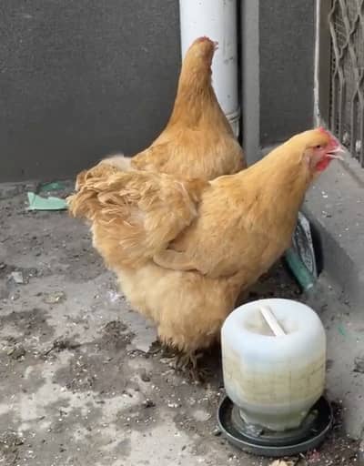 Hens2