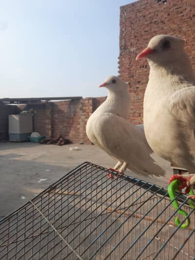 lakky pair