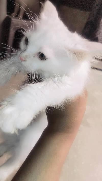 cat baby white colour