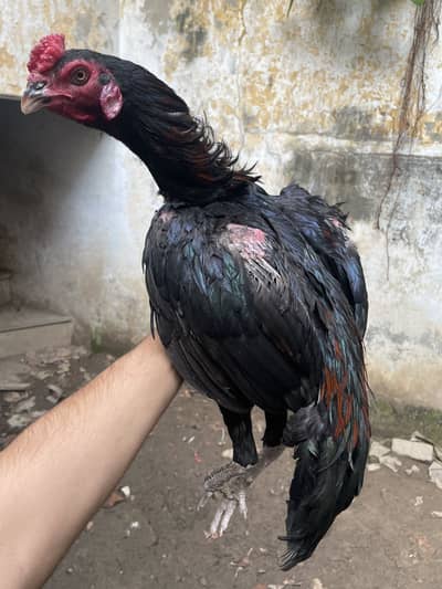 Ghr ki breed available guranted cheze price garmi k hisab se ni hogi