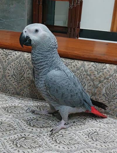 Friendly & Talkative African Grey Parrot + Cage + Stand for Sale