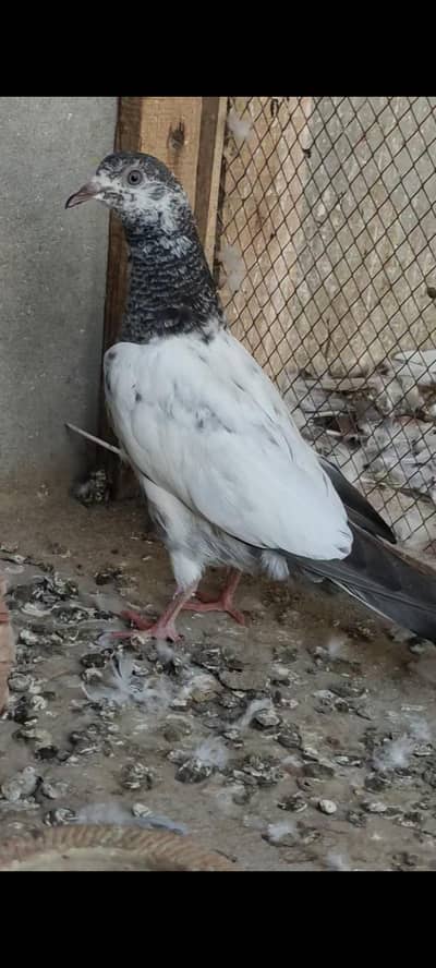 phatta male female not confirm