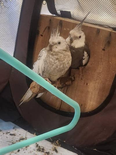 white faced cockatail