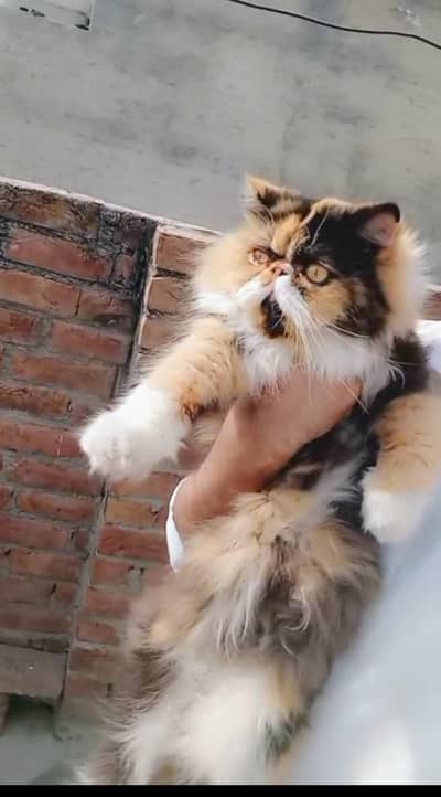 piki calico breeder 03043583306 watsap