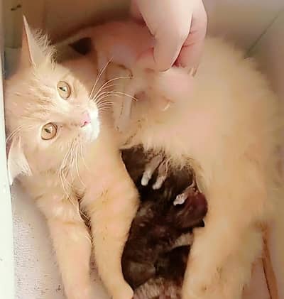 beautiful baby kittens and persian Cat Available