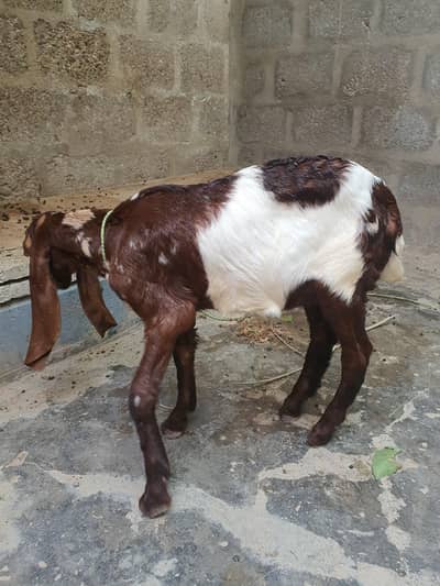 kamori bakri avalible