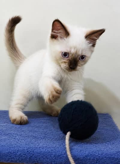Long Coat Himalayan Kittens – Ready for New Homes
