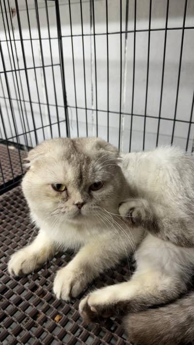 Scottish Fold Kittens | Fluffy | Kittens | Imported Kittens | Cat
