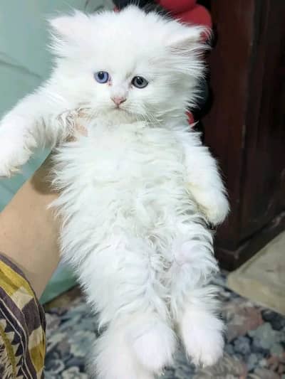 Cats | Persian | kittens |  Blue Eyes| 3 kot | O348O29O146 | WA^°^