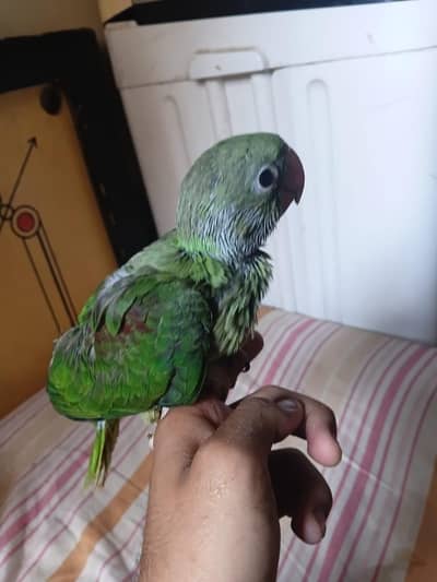 green or Raw ringneck & conure