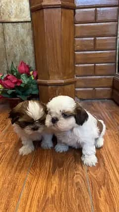 Shihtzu Puppies
