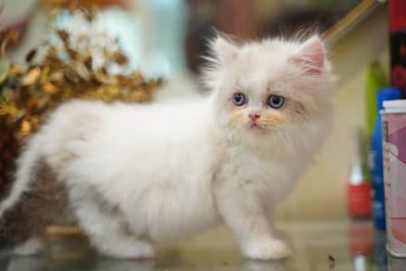 pike face punch face kittens / Persian kittens/ Triple coated