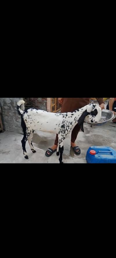 makki chini path for sale