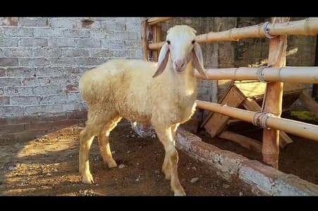 Dumba bacha