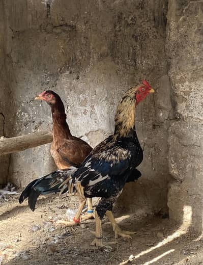 Aseel mianwali breed Murga